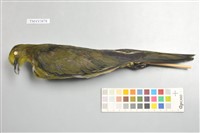 藏品(綠鳩)的圖片